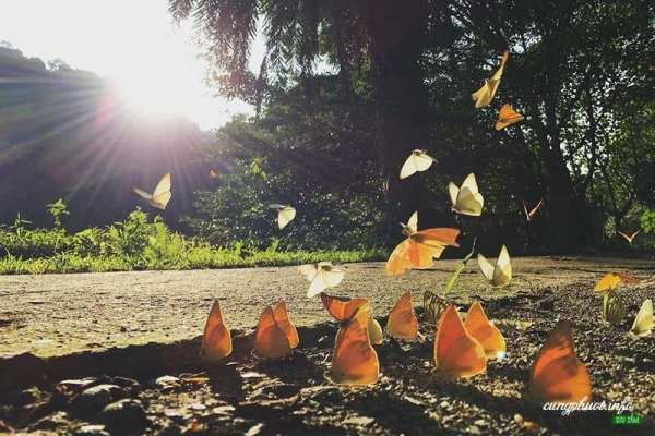 Mùa bướm trắng bay rợp trời ở vườn quốc gia Cúc Phương